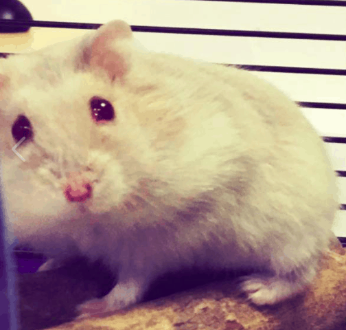 Our new hamster!